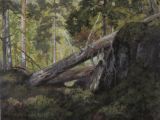 Gammelskog, Kvalen. Oljemaleri 45x60 cm. 2023